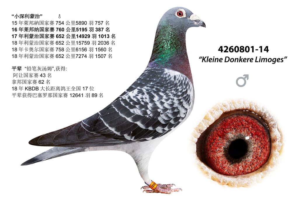 pigeon: undefined