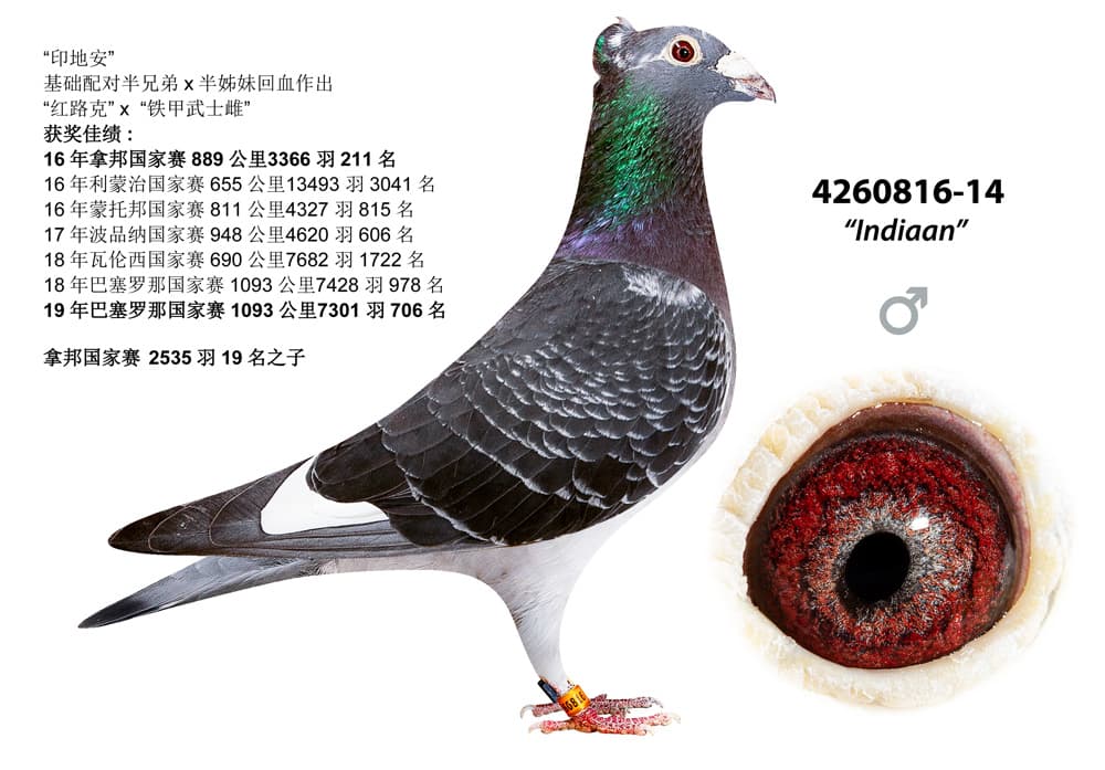pigeon: undefined