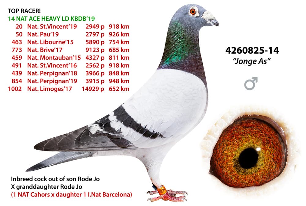 pigeon: undefined