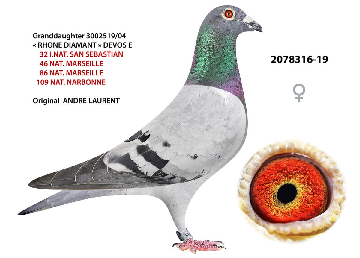 pigeon: undefined