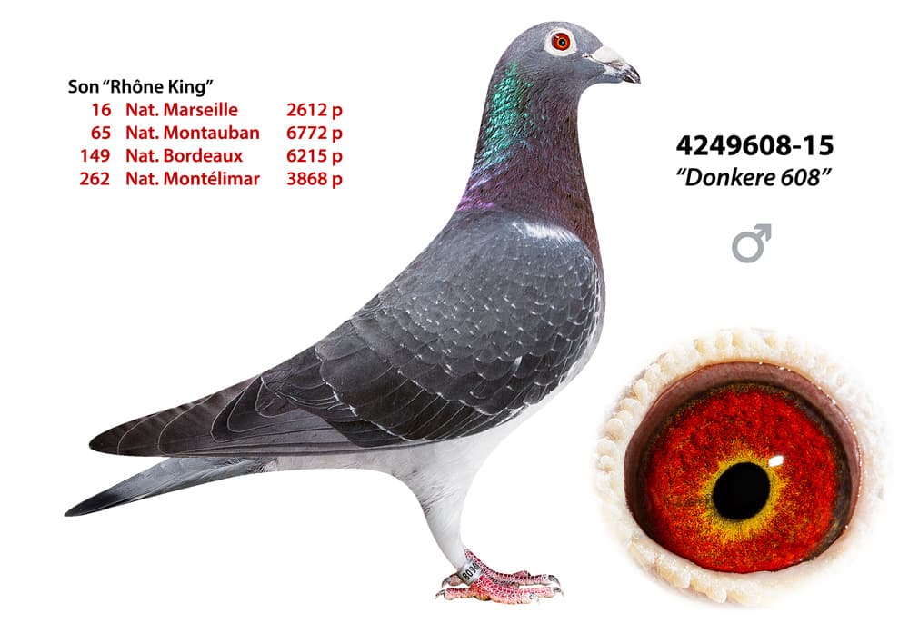 pigeon: undefined