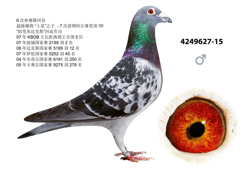 pigeon: undefined