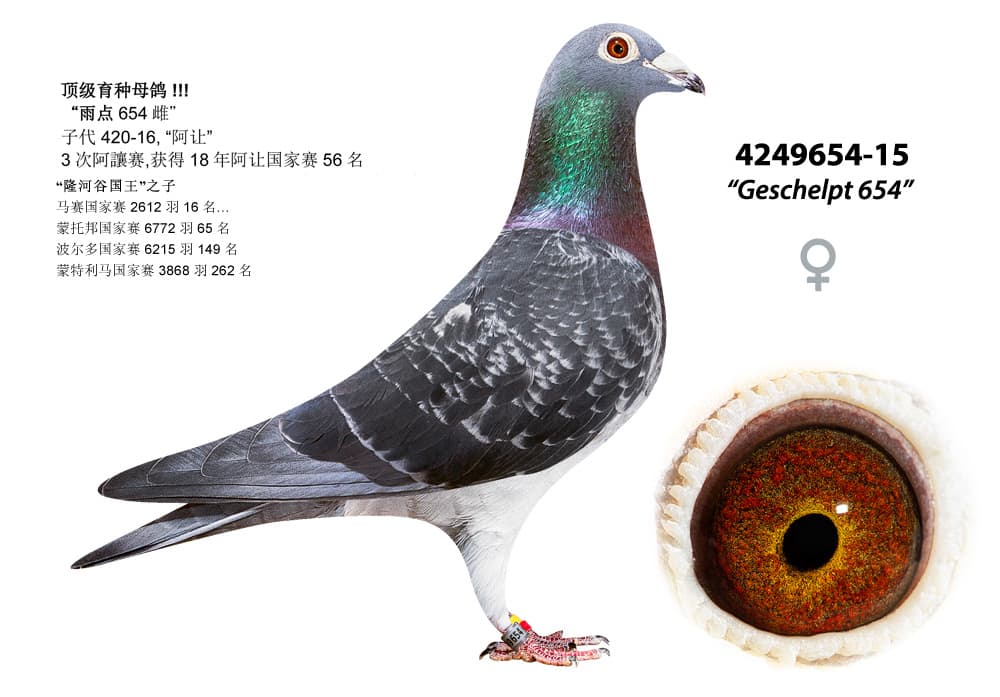 pigeon: undefined
