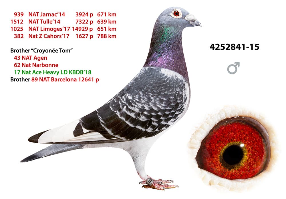 pigeon: undefined