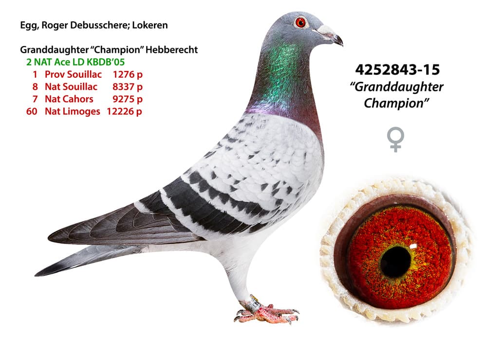 pigeon: undefined
