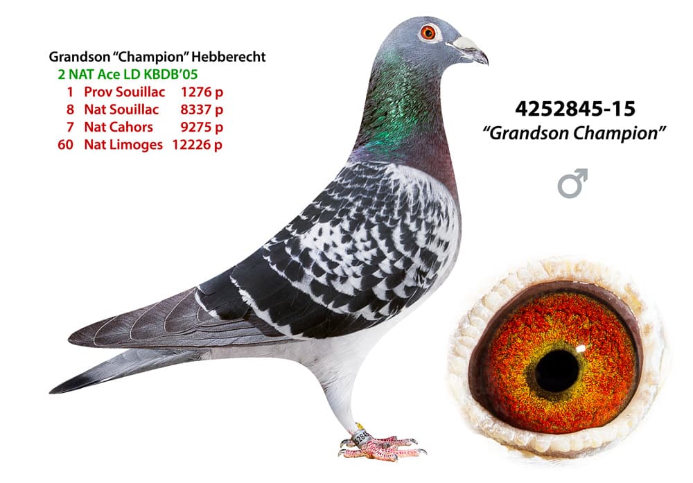 pigeon: undefined
