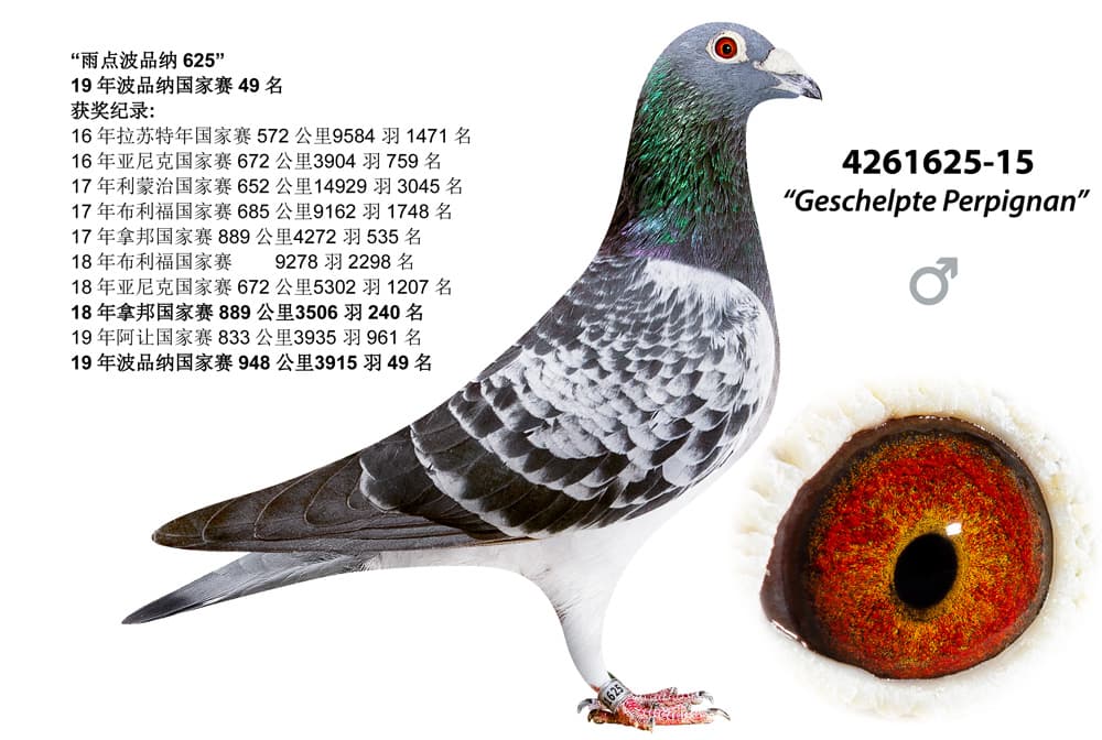 pigeon: undefined