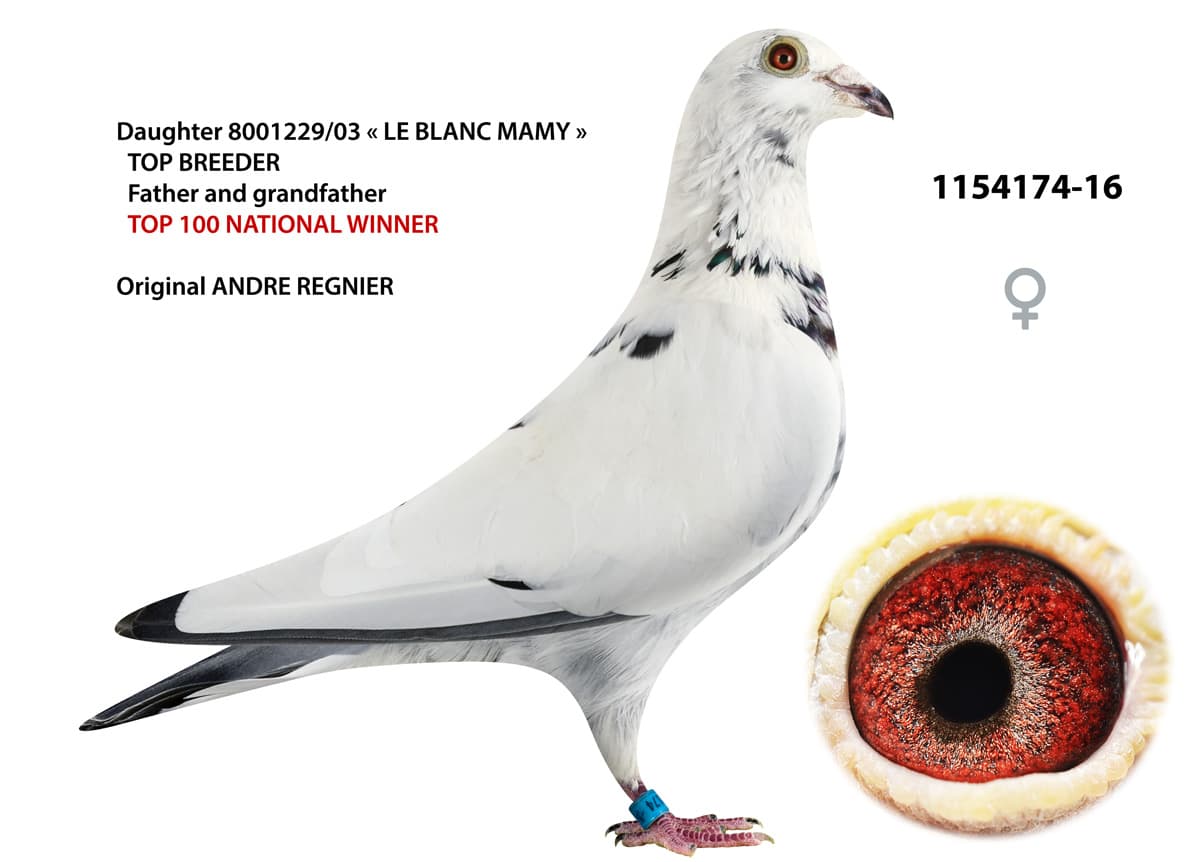 pigeon: undefined