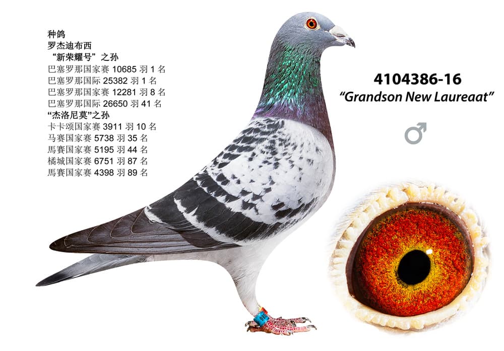 pigeon: undefined