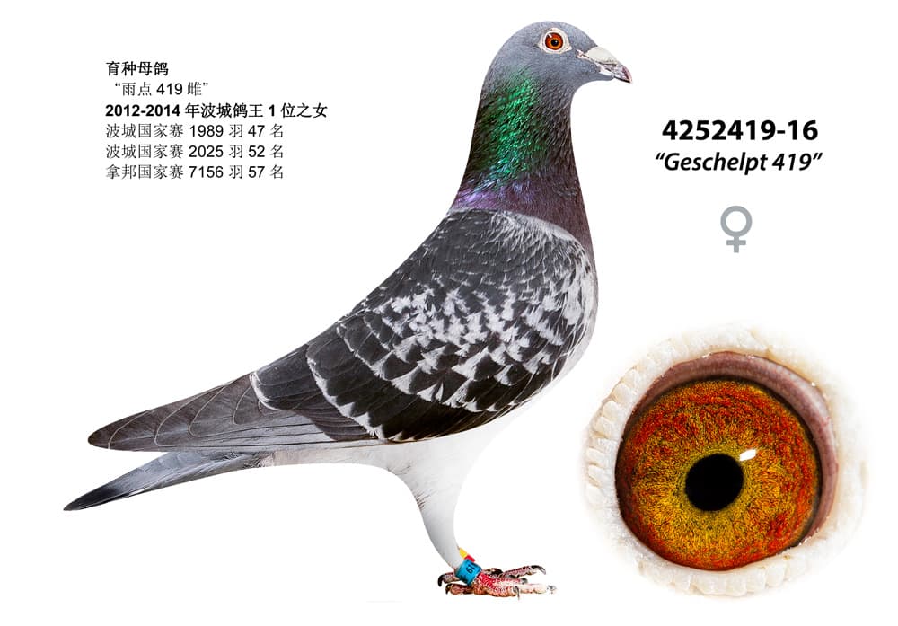 pigeon: undefined