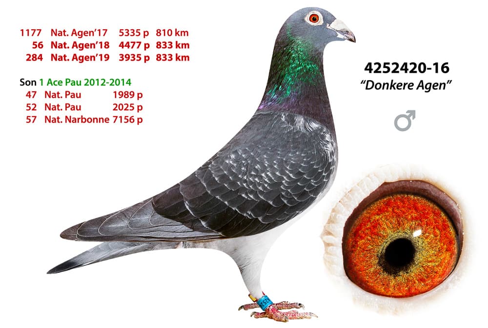 pigeon: undefined