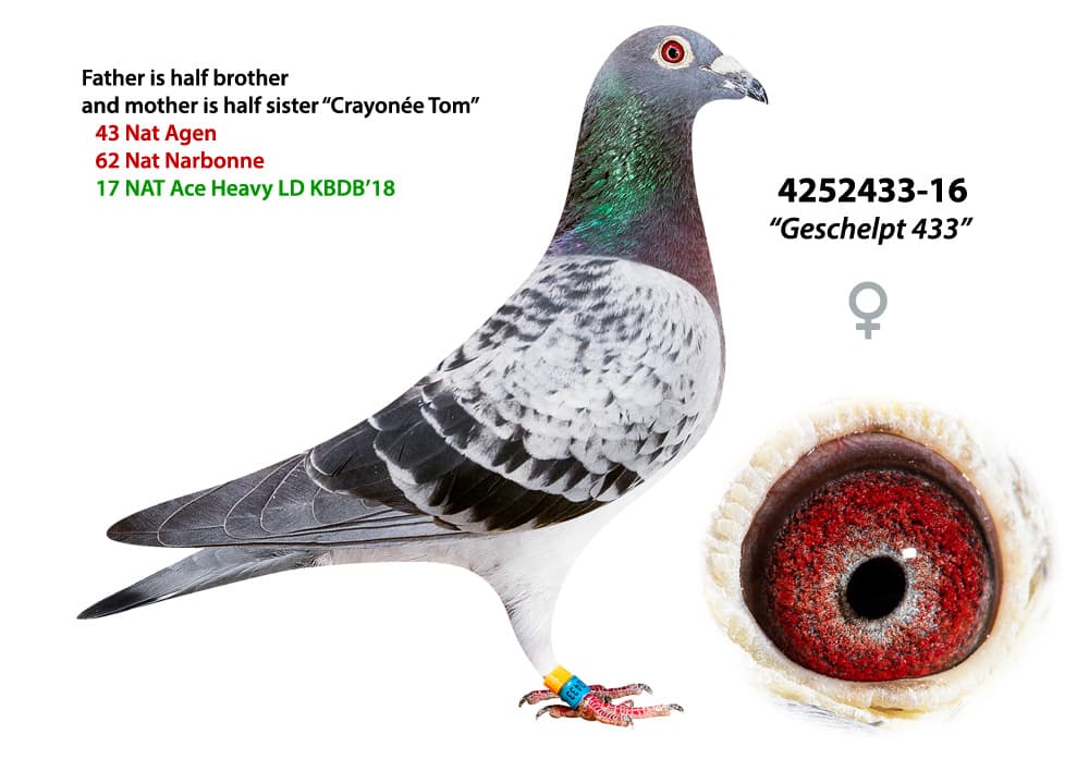 pigeon: undefined