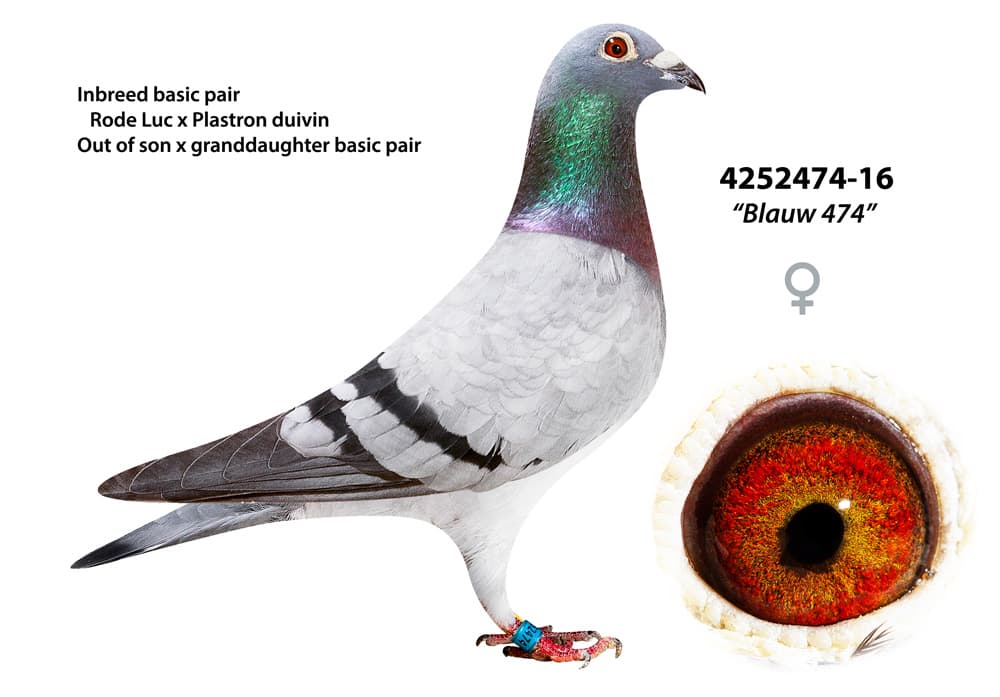 pigeon: Blauw 474