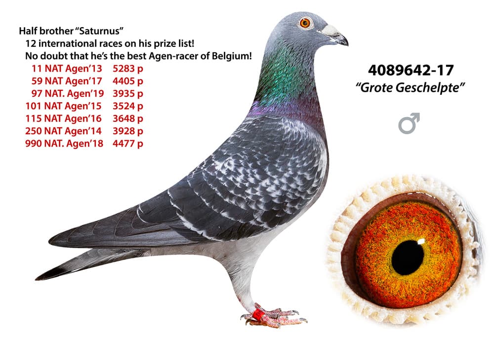 pigeon: Grote Geschelpte 642