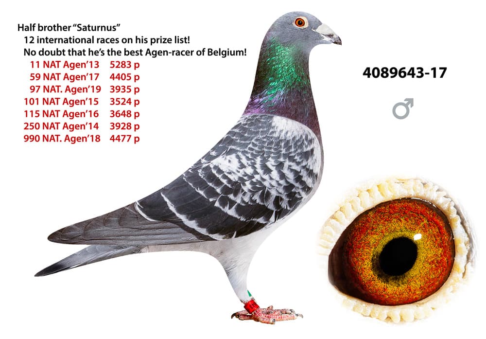 pigeon: undefined