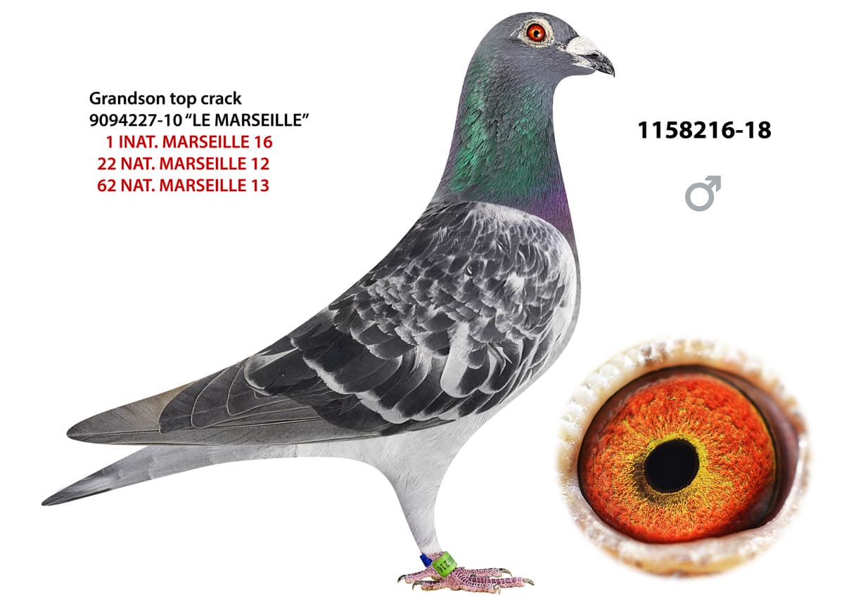 pigeon: Grandson Le Marseille