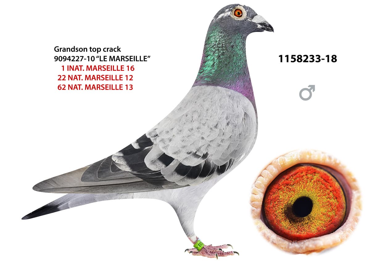 pigeon: Grandson Marseille 233