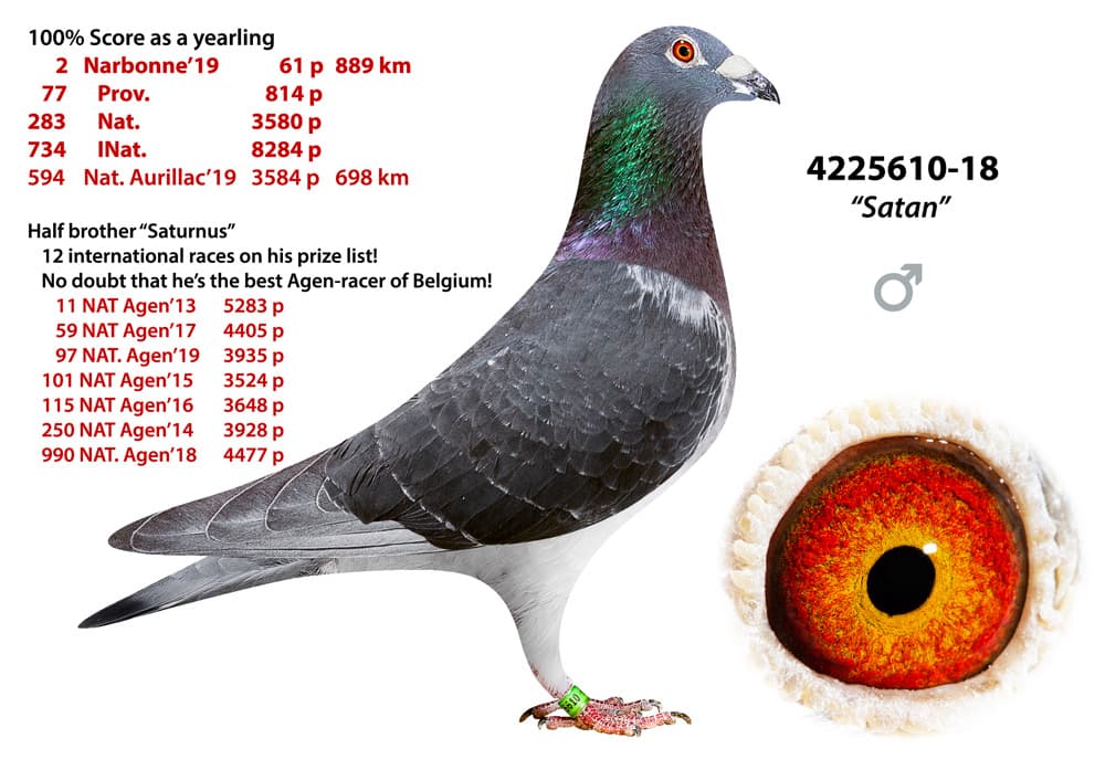 pigeon: undefined