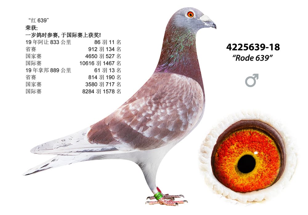 pigeon: undefined