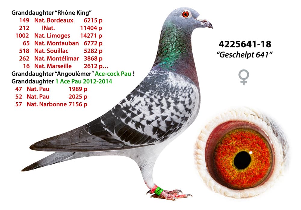 pigeon: undefined