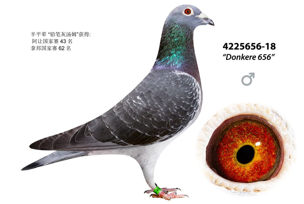 pigeon: undefined