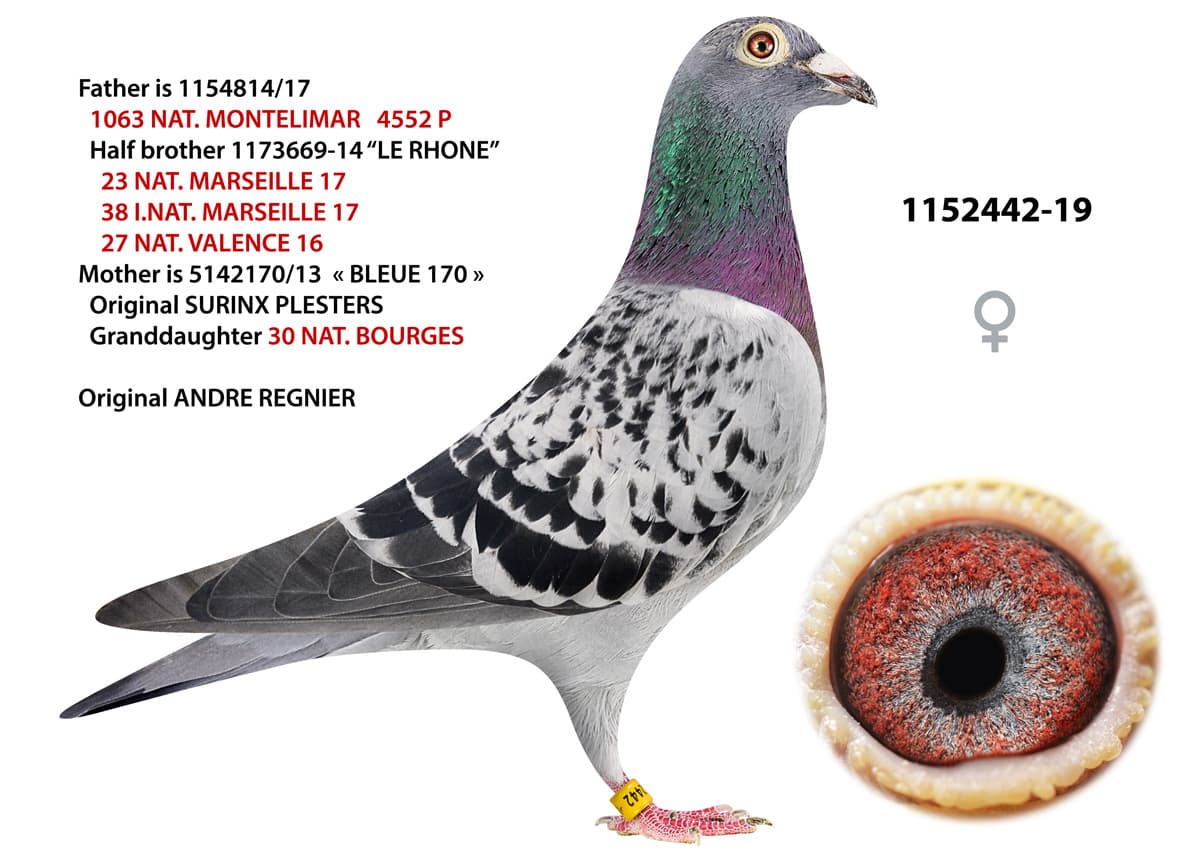 pigeon: undefined