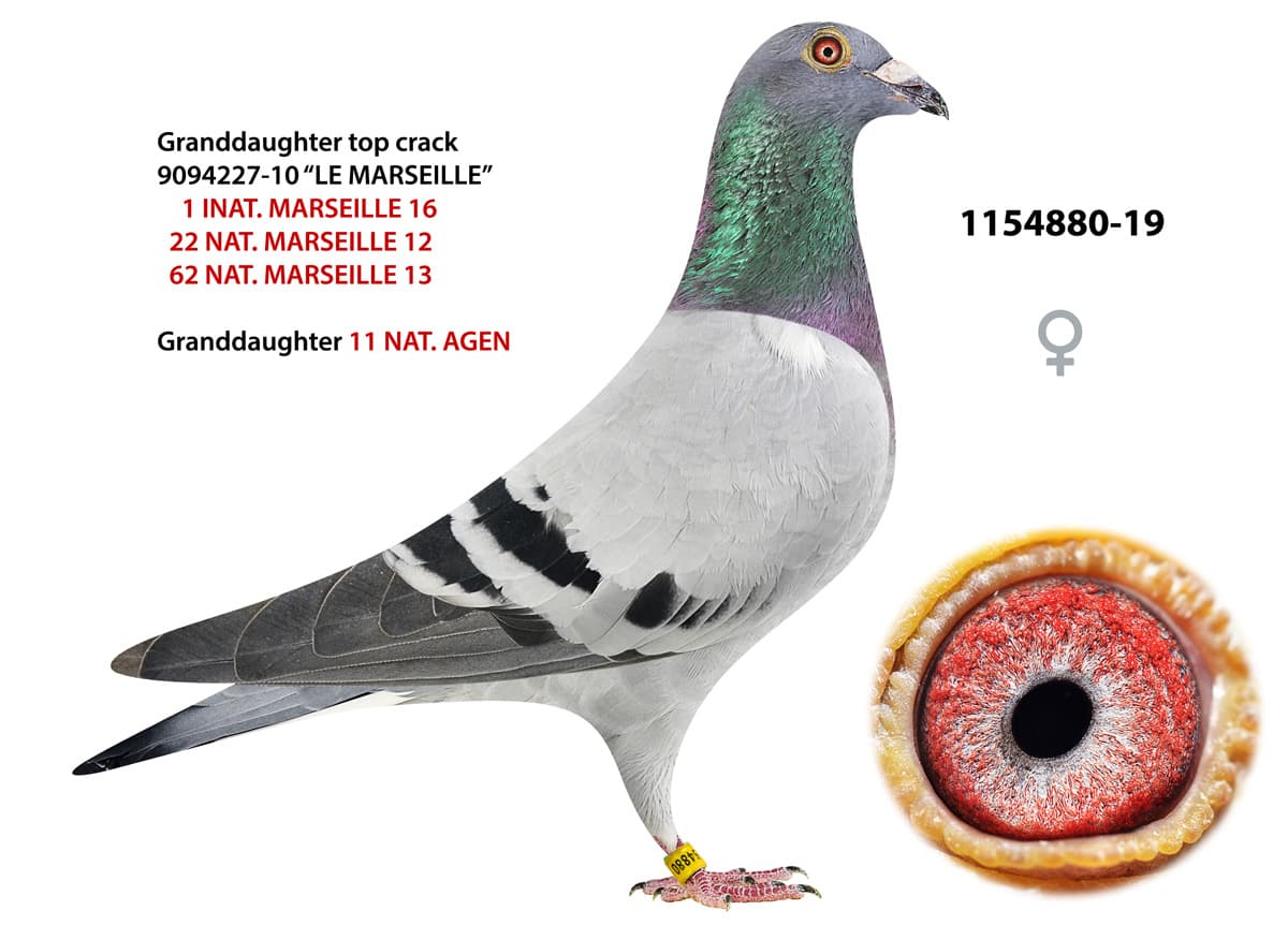 pigeon: undefined