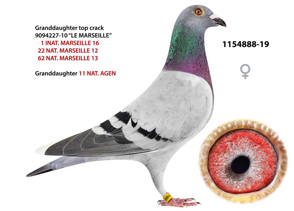 pigeon: Granddaughter Marseille 888