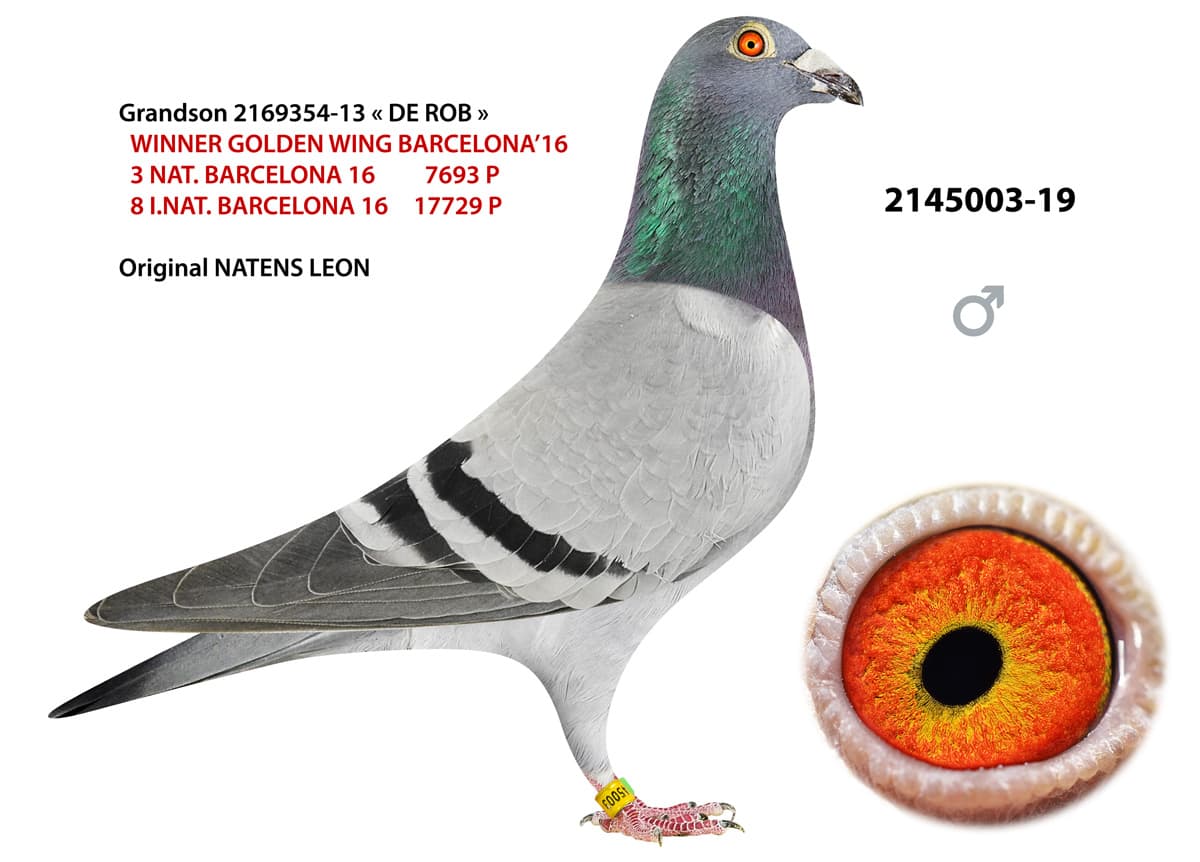 pigeon: undefined
