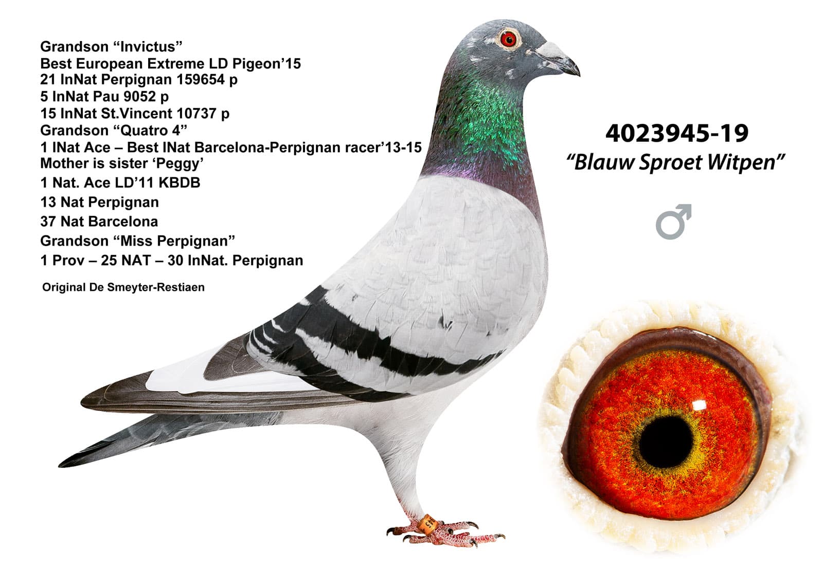 pigeon: undefined