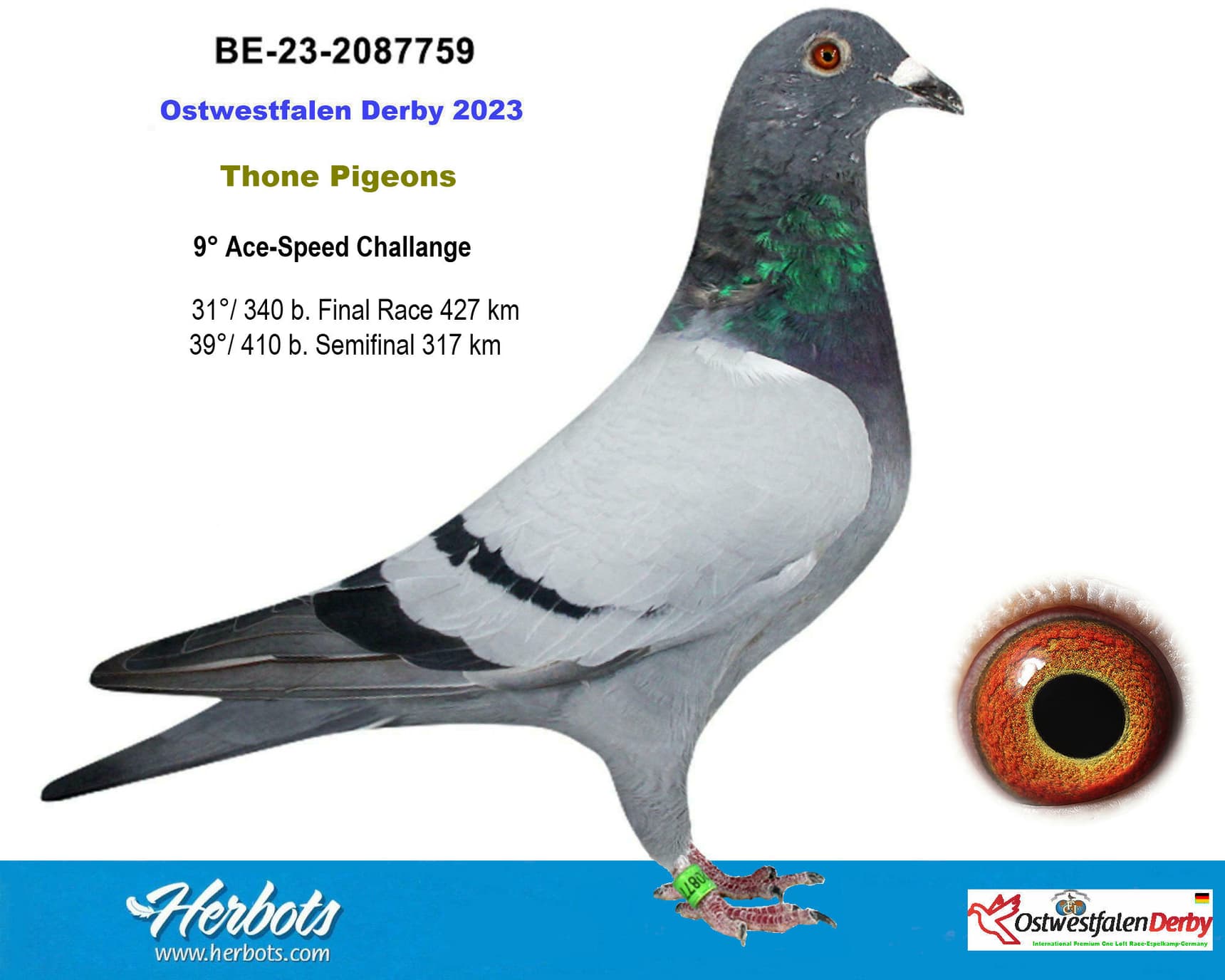 pigeon: undefined