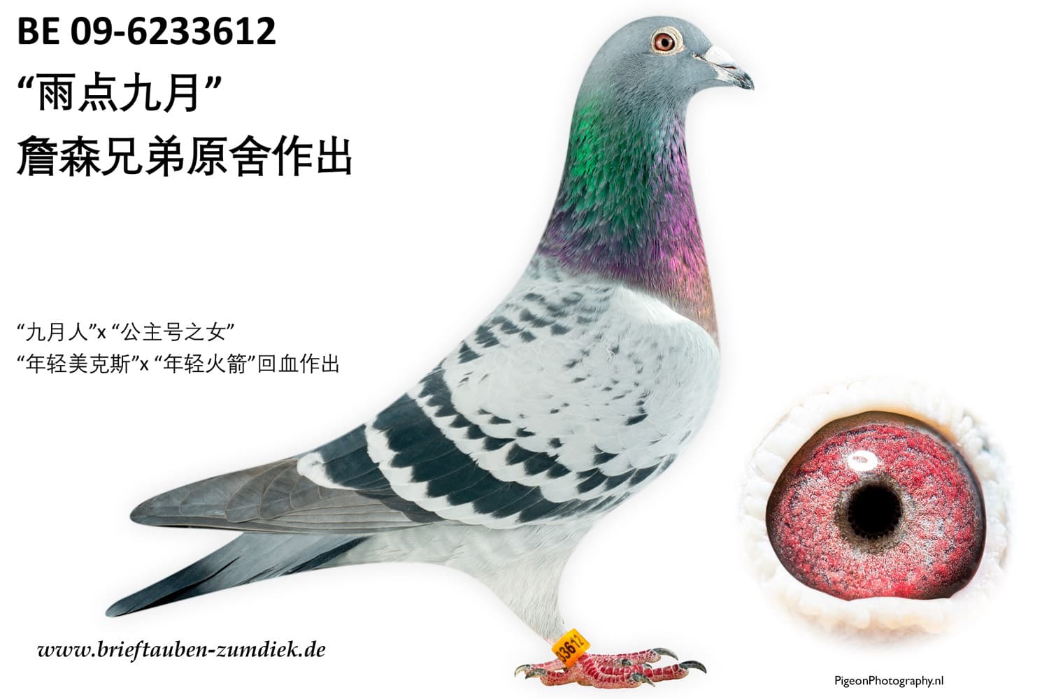 pigeon: undefined