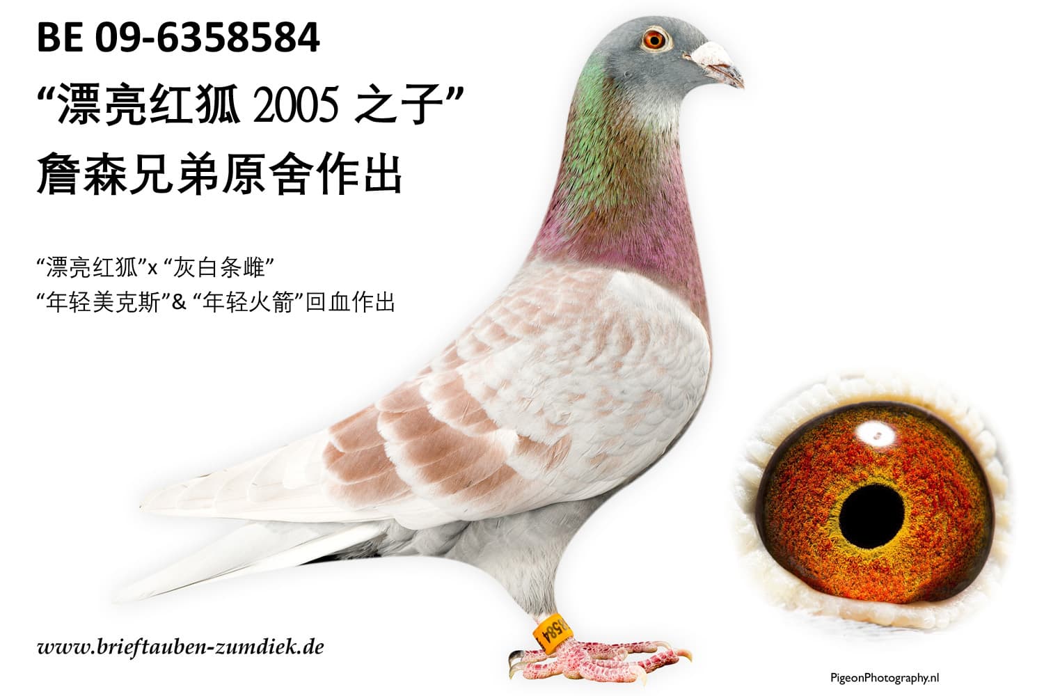 pigeon: undefined