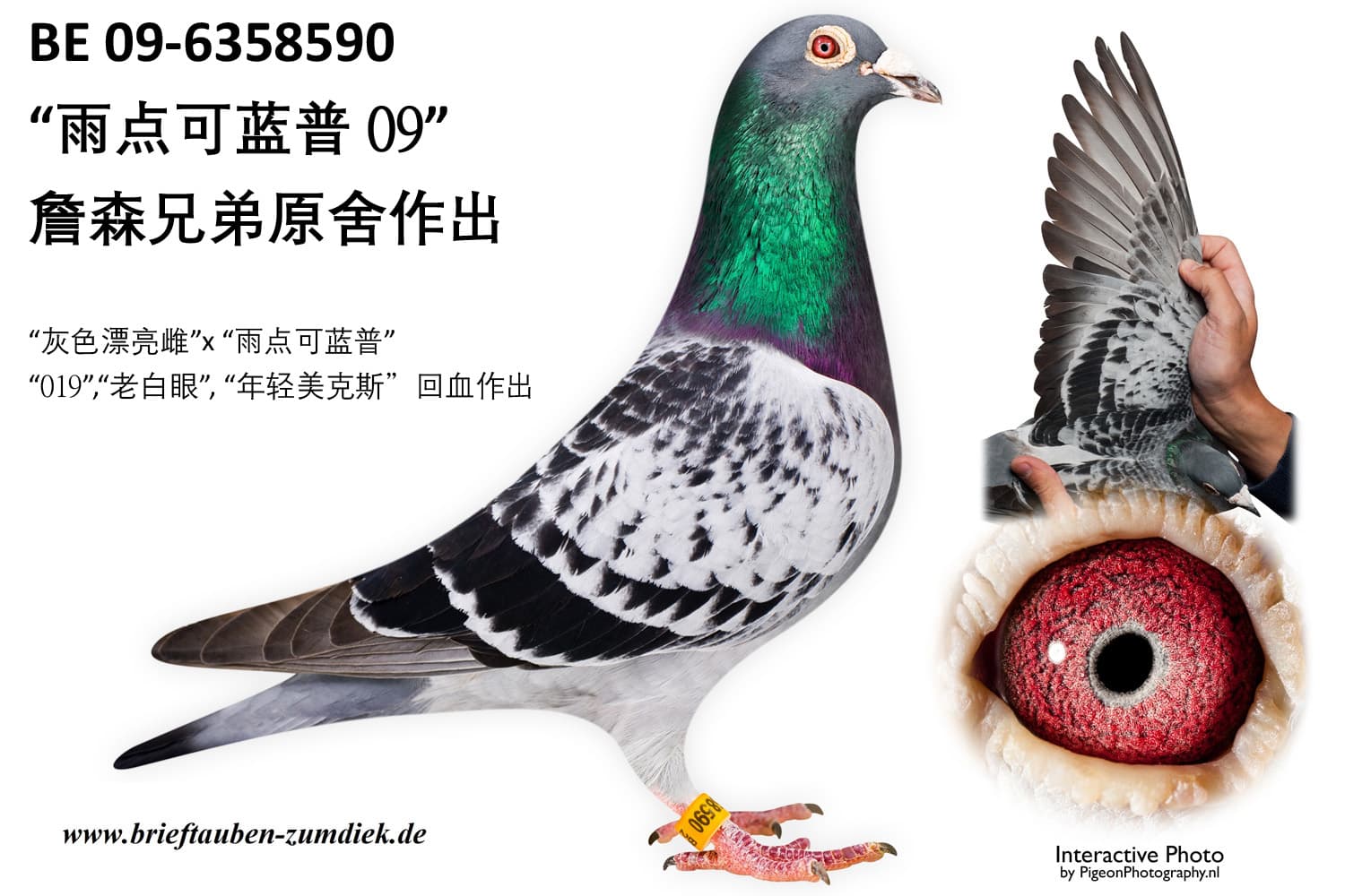 pigeon: undefined