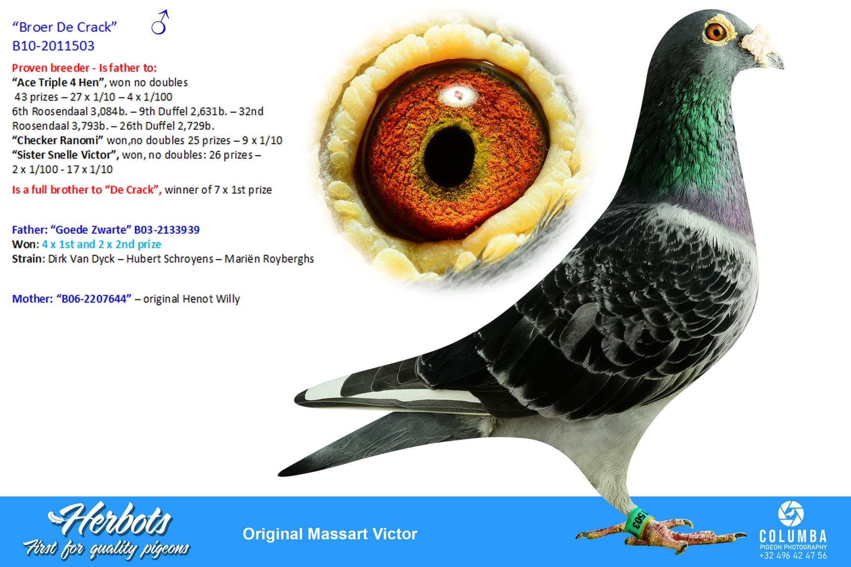 pigeon: undefined