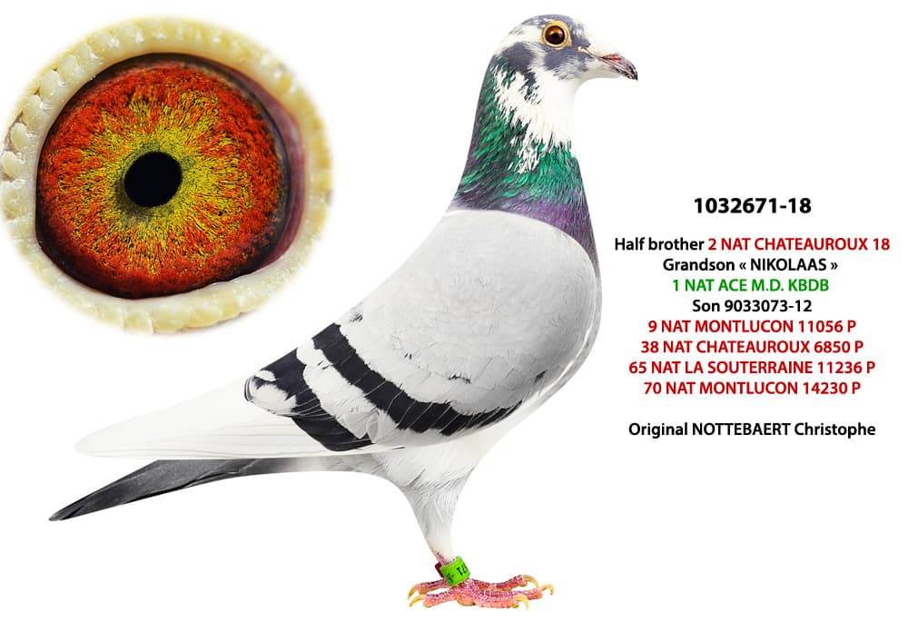 pigeon: Half brother 2 Nat Chateauroux