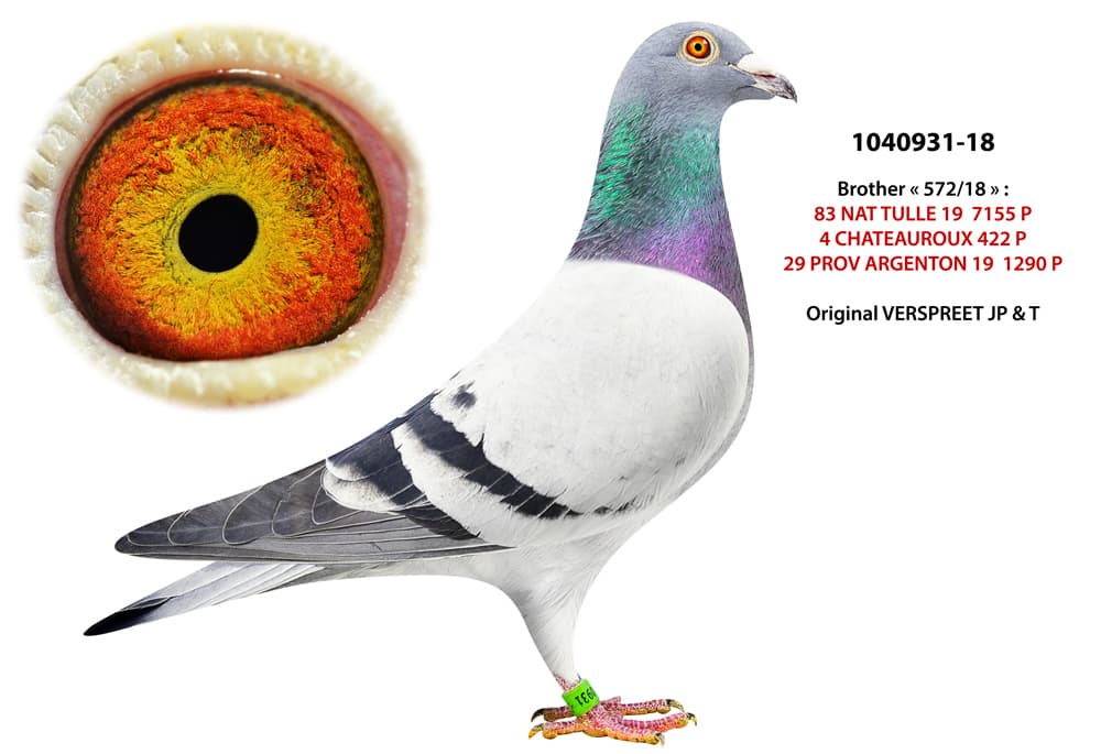 pigeon: Le 931