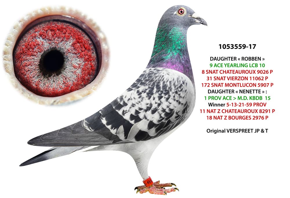 pigeon: undefined
