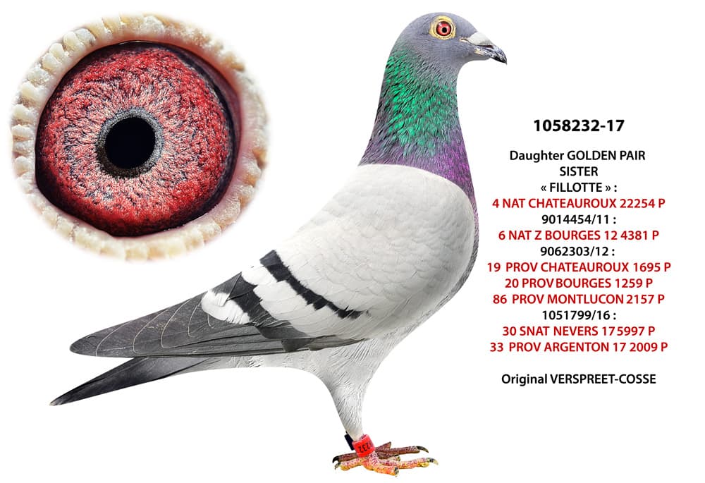 pigeon: Daughter Golden Pair 232