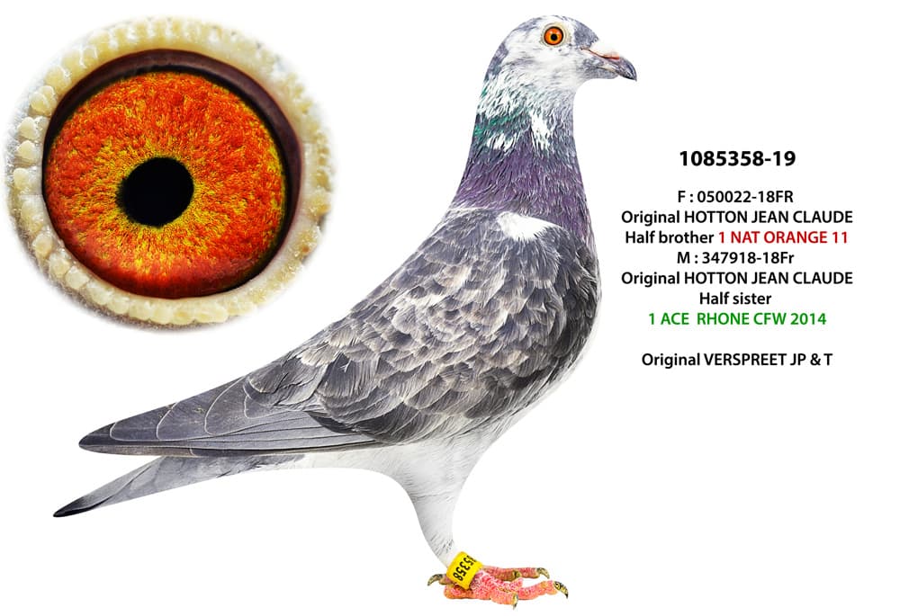 pigeon: undefined