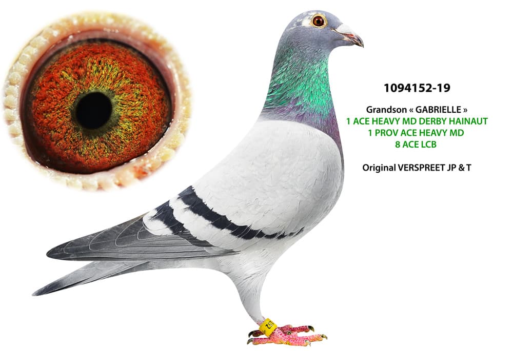 pigeon: undefined
