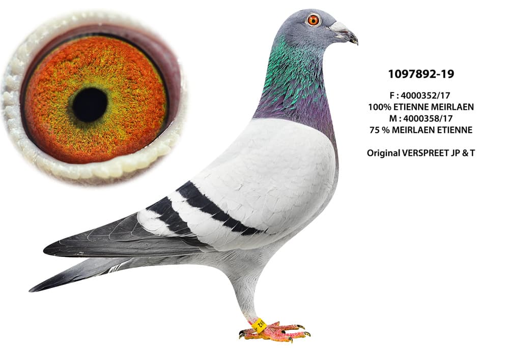 pigeon: undefined