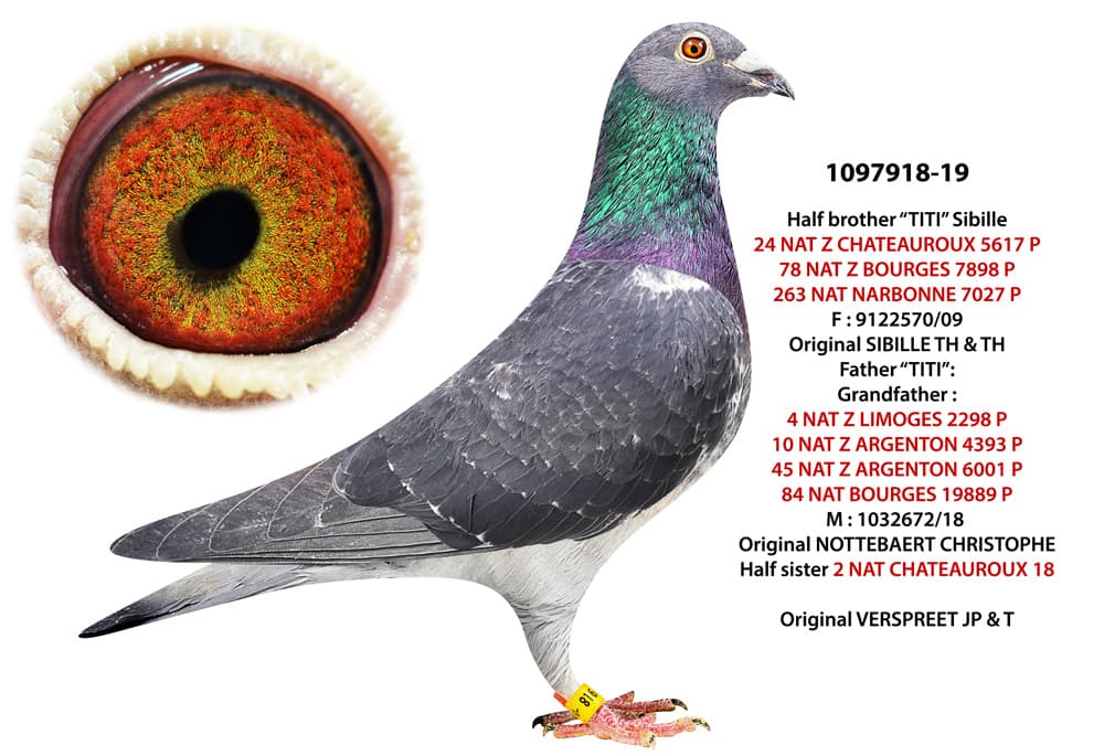 pigeon: Half brother Titi 918