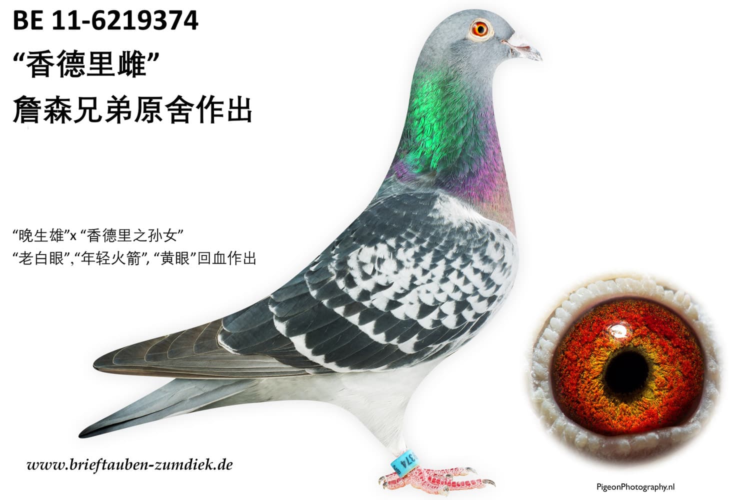 pigeon: undefined