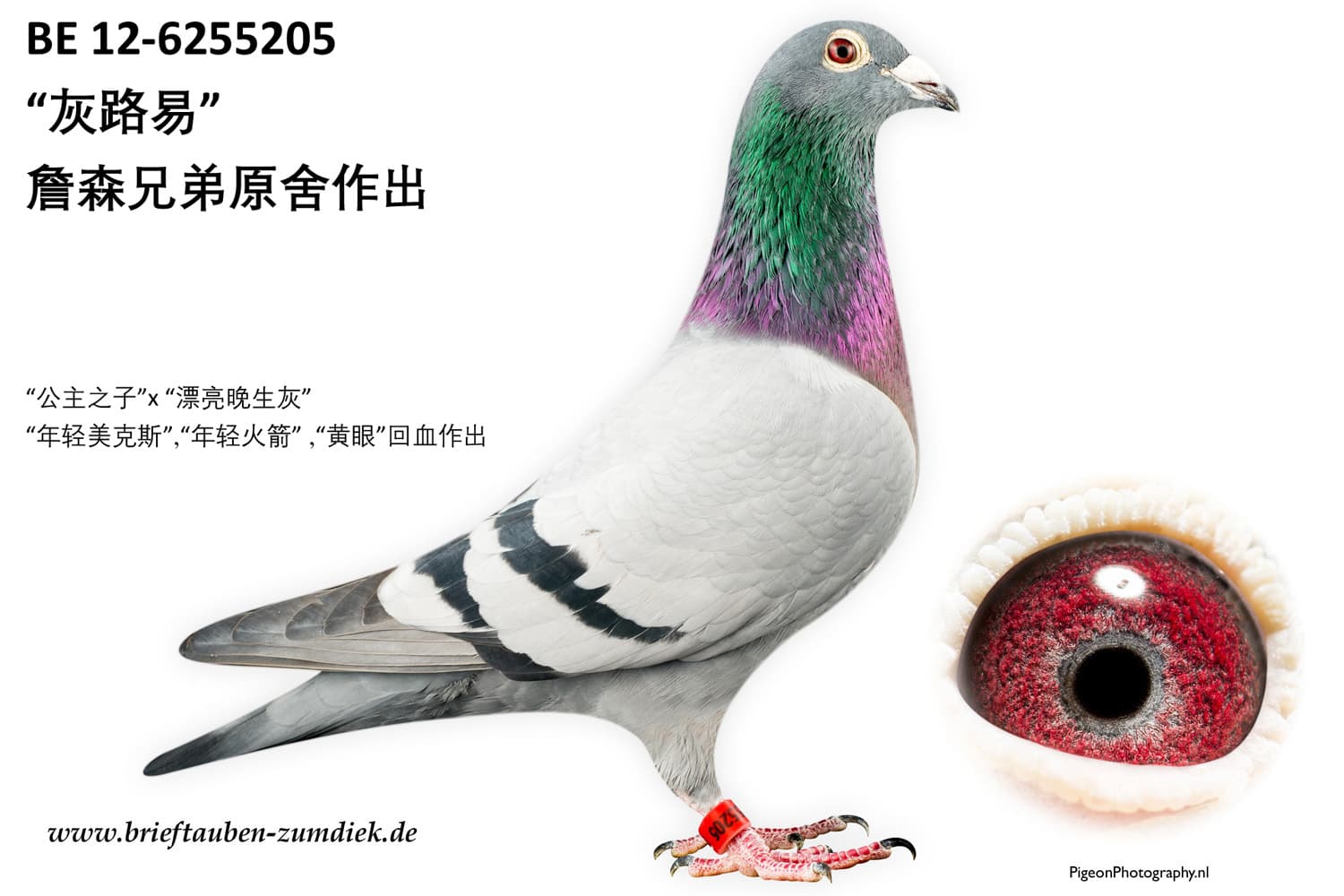pigeon: undefined