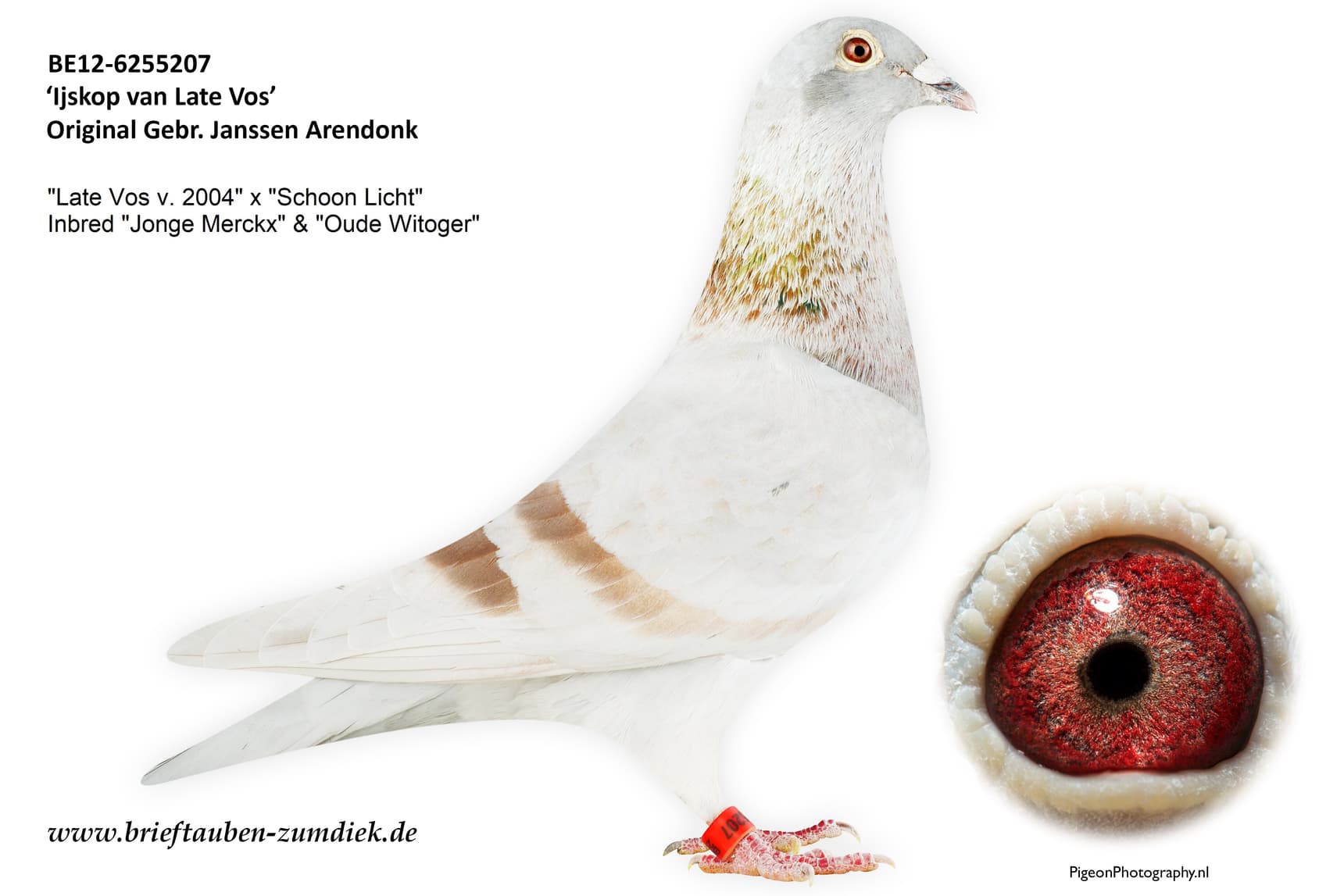 pigeon: Ijskop van Late Vos