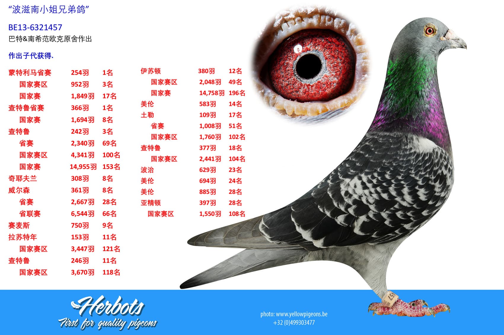 pigeon: undefined