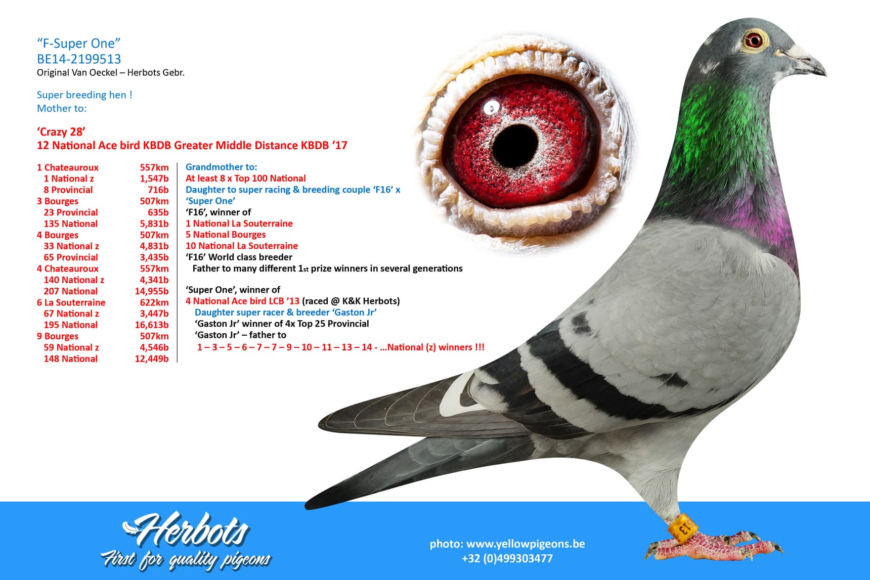 pigeon: “F-Super One”