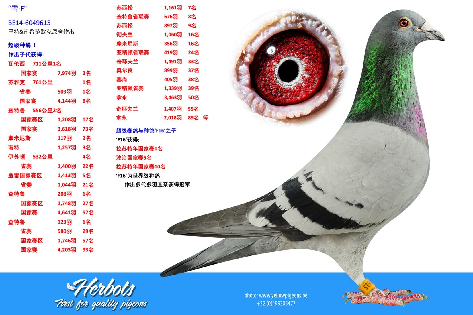 pigeon: undefined