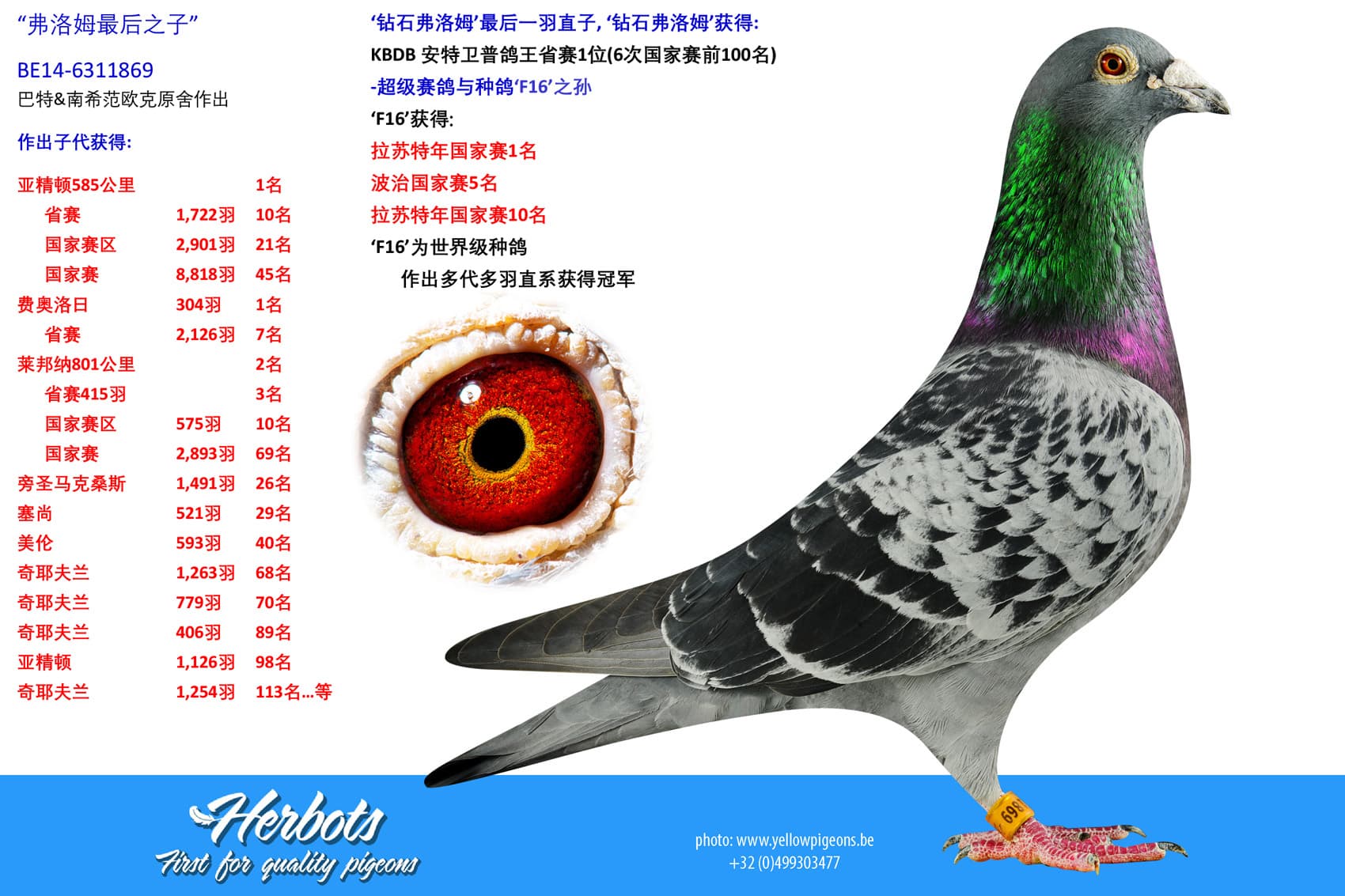 pigeon: undefined